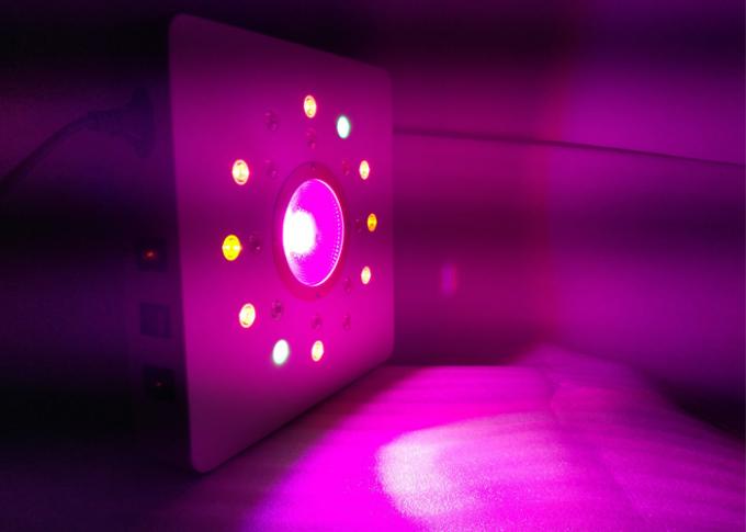 la mazorca y el poder más elevado llevados crecen luces